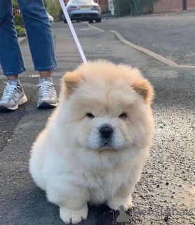 Photo №1. chow-chow - à vendre en ville de Anvers | négocié | Annonce №170823