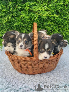 Photo №2 de l'annonce № 99361 de la vente welsh corgi - acheter à Allemagne 