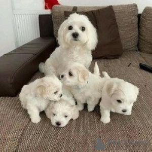 Photo №1. bichon maltais - à vendre en ville de Берлинген | 150€ | Annonce №129350