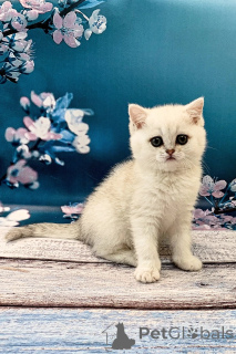 Photo №2 de l'annonce № 173841 de la vente british shorthair - acheter à La Grande-Bretagne annonce privée, éleveur