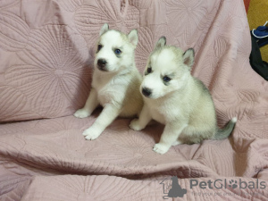 Photos supplémentaires: Chiots husky de race pure à vendre