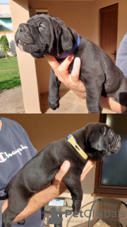 Photo №1. cane corso - à vendre en ville de Zrenjanin | négocié | Annonce №103692