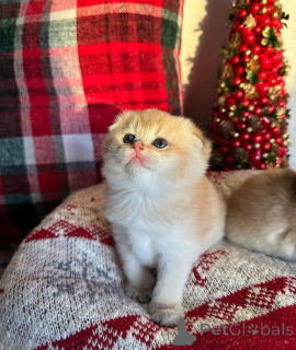 Photo №2 de l'annonce № 163110 de la vente scottish fold - acheter à Ukraine de l'abri, éleveur