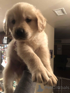 Photo №4. Je vais vendre golden retriever en ville de Varsovie. éleveur - prix - négocié