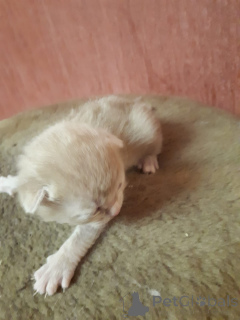 Photo №4. Je vais vendre scottish fold en ville de Москва. annonce privée - prix - négocié