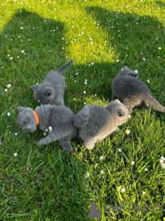 Photo №2 de l'annonce № 158946 de la vente british shorthair - acheter à Pologne annonce privée