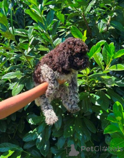 Photo №2 de l'annonce № 173719 de la vente chien d'eau romagnol - acheter à Serbie 