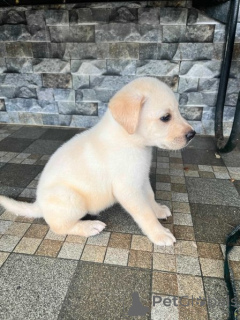 Photo №2 de l'annonce № 134779 de la vente labrador retriever - acheter à Allemagne éleveur