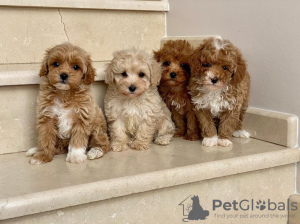 Photo №1. cavalier king charles spaniel - à vendre en ville de Гамбург | 400€ | Annonce №80862