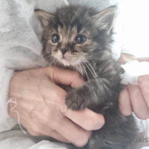 Photo №2 de l'annonce № 146283 de la vente  - acheter à Fédération de Russie annonce privée