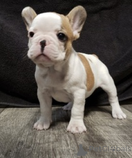 Photo №1. bouledogue - à vendre en ville de Ramstein-Miesenbach | 560€ | Annonce №166055