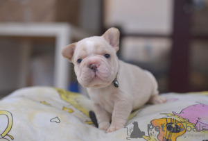 Photos supplémentaires: Bouledogue Français Grosse Corde