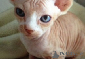 Photo №1. sphynx - à vendre en ville de Ulmen | 500€ | Annonce № 130188