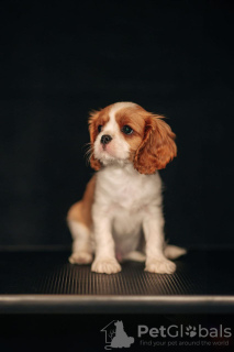 Photo №2 de l'annonce № 98634 de la vente cavalier king charles spaniel - acheter à La Lettonie 