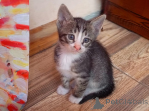 Photo №3. Chatons dans de bonnes mains. Azerbaïdjan