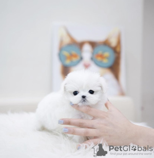 Photo №4. Je vais vendre bichon maltais en ville de New york. annonce privée, de la fourrière - prix - 568€