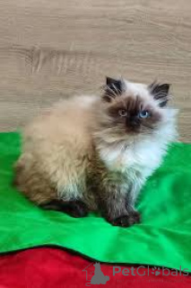 Photo №3. Chatons himalayens à vendre. France