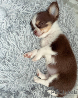 Photo №2 de l'annonce № 152582 de la vente chihuahua - acheter à Suisse annonce privée