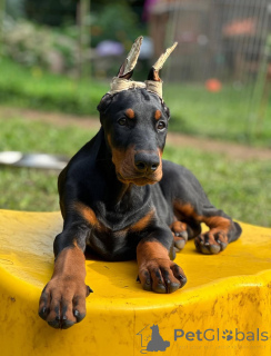 Photo №2 de l'annonce № 148996 de la vente dobermann - acheter à Allemagne annonce privée