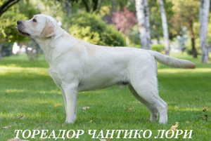 Photos supplémentaires: Fawn Boy Labrador Retriever