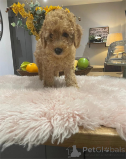 Photo №1. caniche (nain) - à vendre en ville de Göppingen | 350€ | Annonce №154438