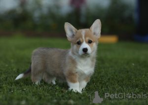 Photo №3. Chiots Welsh Corgi Pembroke. Fédération de Russie