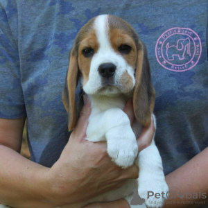 Photo №4. Je vais vendre beagle en ville de Aachen.  - prix - 376€