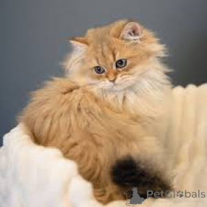 Photo №3. Myytävänä brittiläisen pitkäkarvaisia kissanpentuja. La finlande