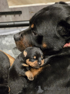 Photo №1. rottweiler - à vendre en ville de Bernkastel-kues | négocié | Annonce №167074