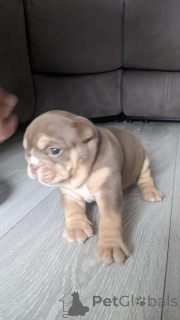 Photo №1. bulldog anglais - à vendre en ville de Alba-julia | négocié | Annonce №165229