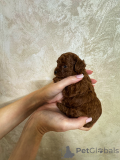 Photo №3. Tikap Teddy Poodle China. Fédération de Russie