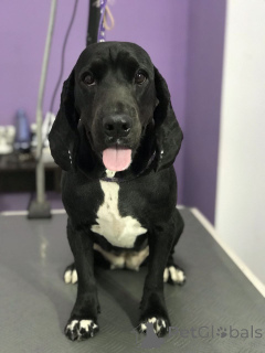 Photo №3. Bon propriétaire responsable. Allemagne