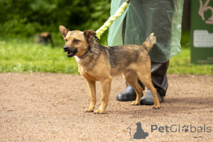 Photo №1. chien bâtard - à vendre en ville de Saint-Pétersbourg | Gratuit | Annonce №70675