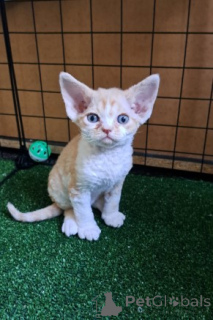 Photo №3. Chatons Devon Rex. Allemagne