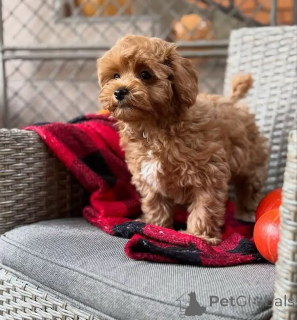 Photo №2 de l'annonce № 163592 de la vente maltipu - acheter à Allemagne éleveur