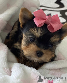 Photo №1. yorkshire terrier - à vendre en ville de Kecskemét | négocié | Annonce №110173