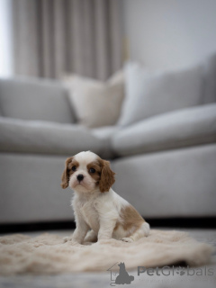 Photo №3. Cavalier Prêt pour le ramassage et l'expédition. Suisse