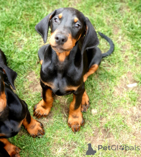 Photo №4. Je vais vendre dobermann en ville de Fruashapel. annonce privée - prix - 500€