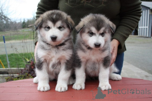 Photo №1. malamute de l'alaska - à vendre en ville de Innsbruck | négocié | Annonce №177123