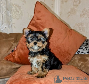 Photo №1. yorkshire terrier - à vendre en ville de Helsinki | 331€ | Annonce №127514