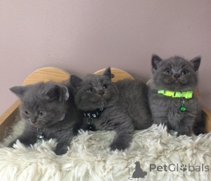 Photo №2 de l'annonce № 162635 de la vente british shorthair - acheter à Allemagne 
