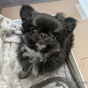 Photo №1. chihuahua - à vendre en ville de Helsinki | 500€ | Annonce №163640