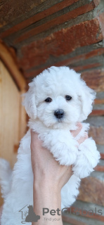 Photo №1. bichon à poil frisé - à vendre en ville de Kikinda | Gratuit | Annonce №107276