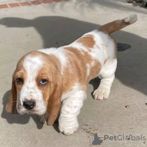Photo №1. basset hound - à vendre en ville de Fagevrik | négocié | Annonce №162549