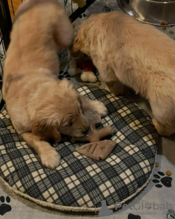 Photo №3. Golden Retriever-Welpen. L'Autriche