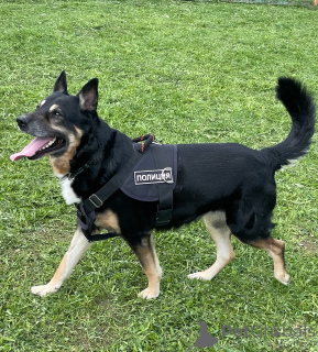 Photo №4. Je vais vendre chien bâtard en ville de Москва.  - prix - Gratuit