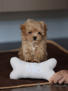 Photo №3. Headline d'adorables chiots Maltipoo prêts à entrer dans leur foyer pour. Allemagne