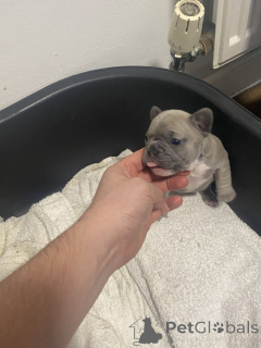 Photo №4. Je vais vendre bouledogue en ville de Tennessee City. annonce privée - prix - 484€