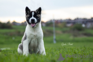 Photos supplémentaires: Chiots Akita américains