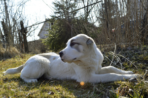 Photo №3. Vente de chiots du chien de berger d'Asie centrale (Alabai).. Fédération de Russie